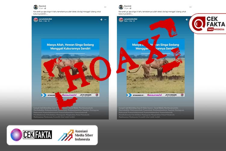 CEK FAKTA: Salah, Video Singa Menggali Lubang untuk Kuburnya Sendiri